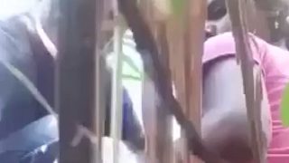 Sugarcane Field Sex Of Village Couple